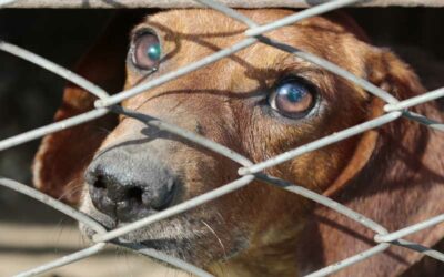 La protección de los animales en el Código Penal español