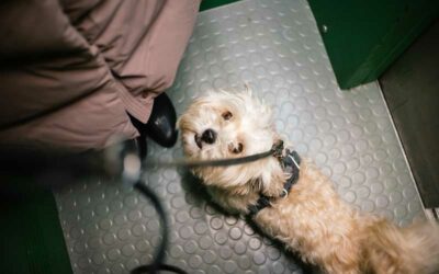 ¿Puede una comunidad prohibir que los perros utilicen el ascensor?